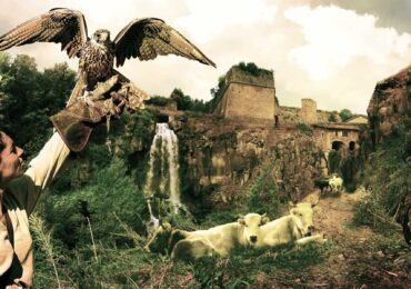 composit, grafica, studio grafico